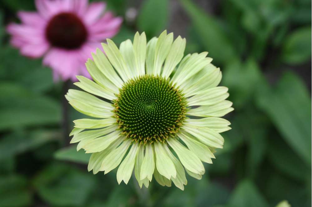 Solhatt Echinacea 'Green Jewel'